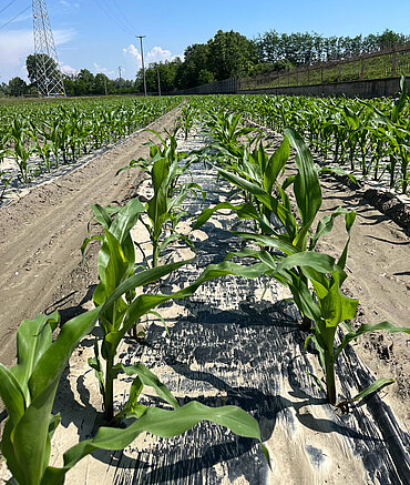 Mulching sheets with Biocomp Sirmax material