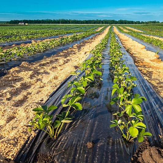 Efficacia delle plastiche biocompostabili nei film per pacciamatura