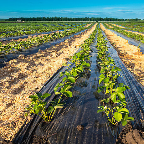 Efficacia delle plastiche biocompostabili nei film per pacciamatura
